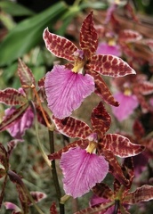 m_k_orchidee.jpg