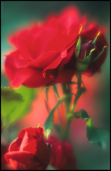 Rose_1.jpg