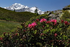 Alpines roses