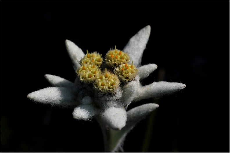 Edelweiss flower.jpg