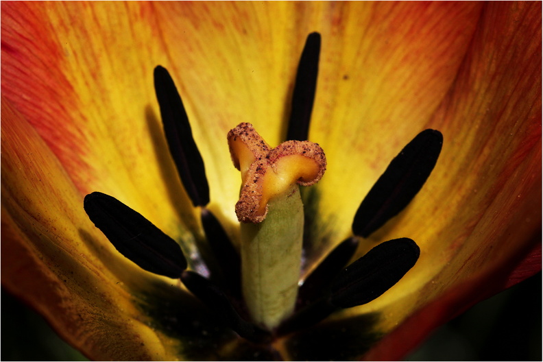 wild Tulip.jpg